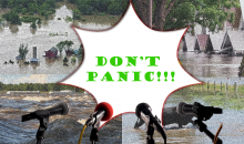 Don't Panic Scenario - course logo